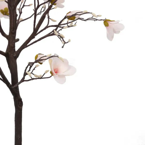 Magnolia Tree H: 150cm