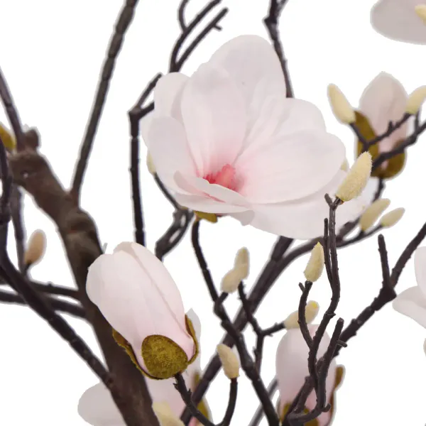 Magnolia Tree H: 120cm