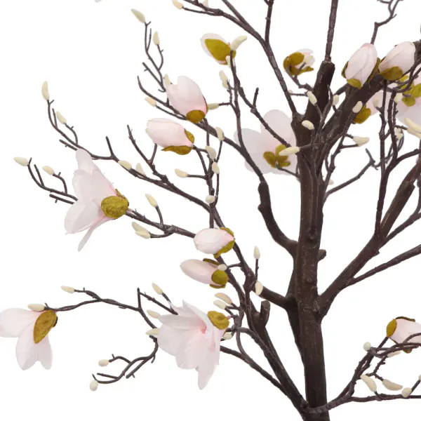 Magnolia Tree H: 170cm