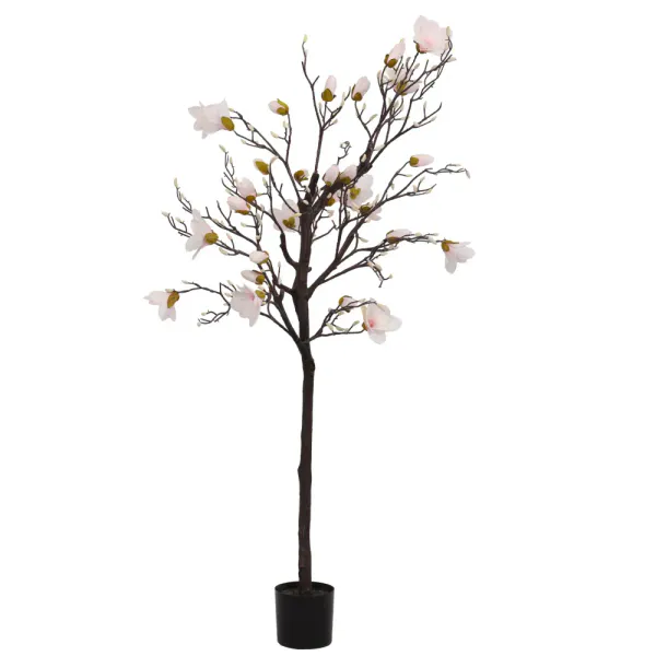 Magnolia Tree H: 170cm